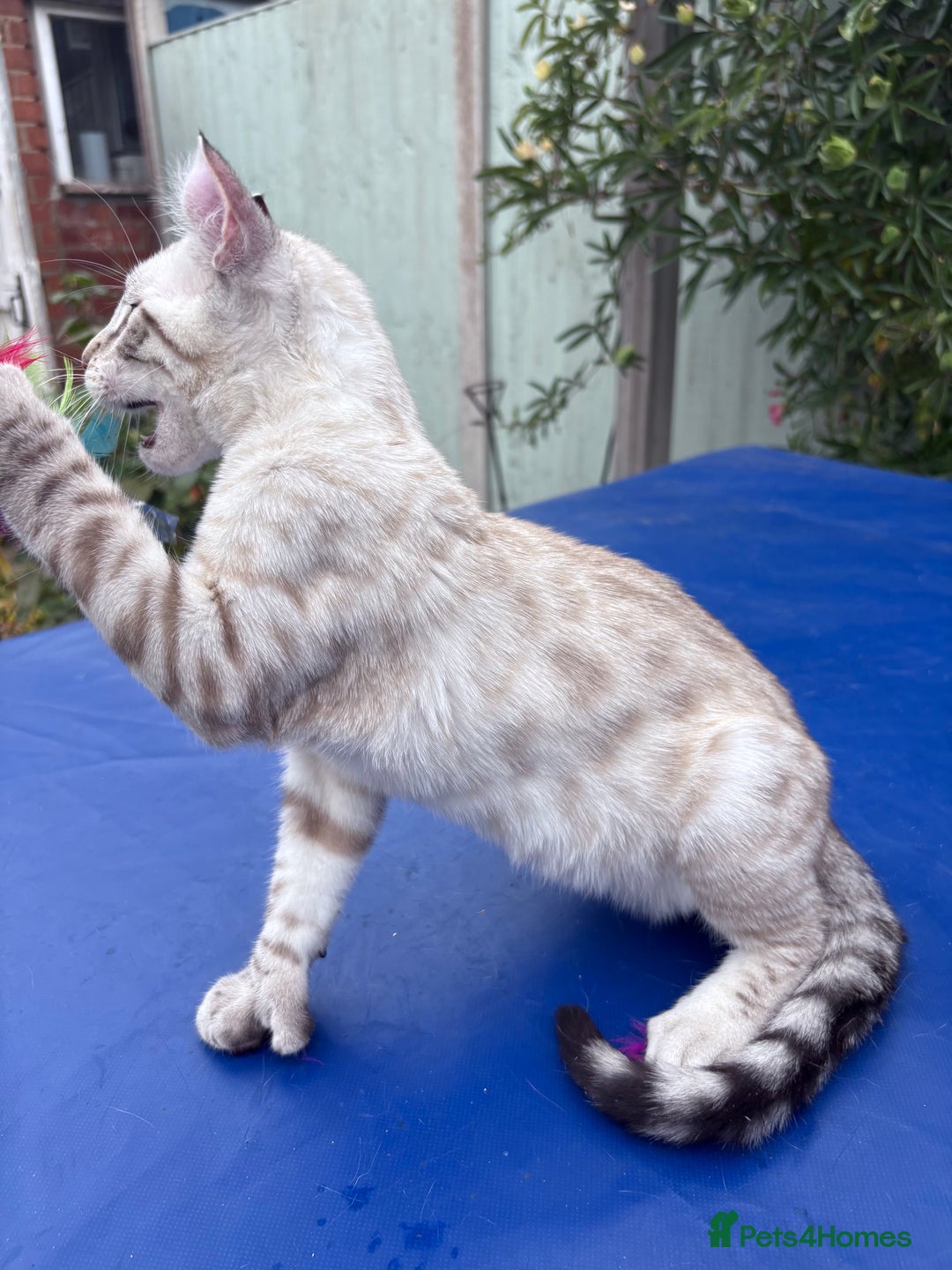 Keetso cats for sale: The best Keetso boy ever  - Image 7