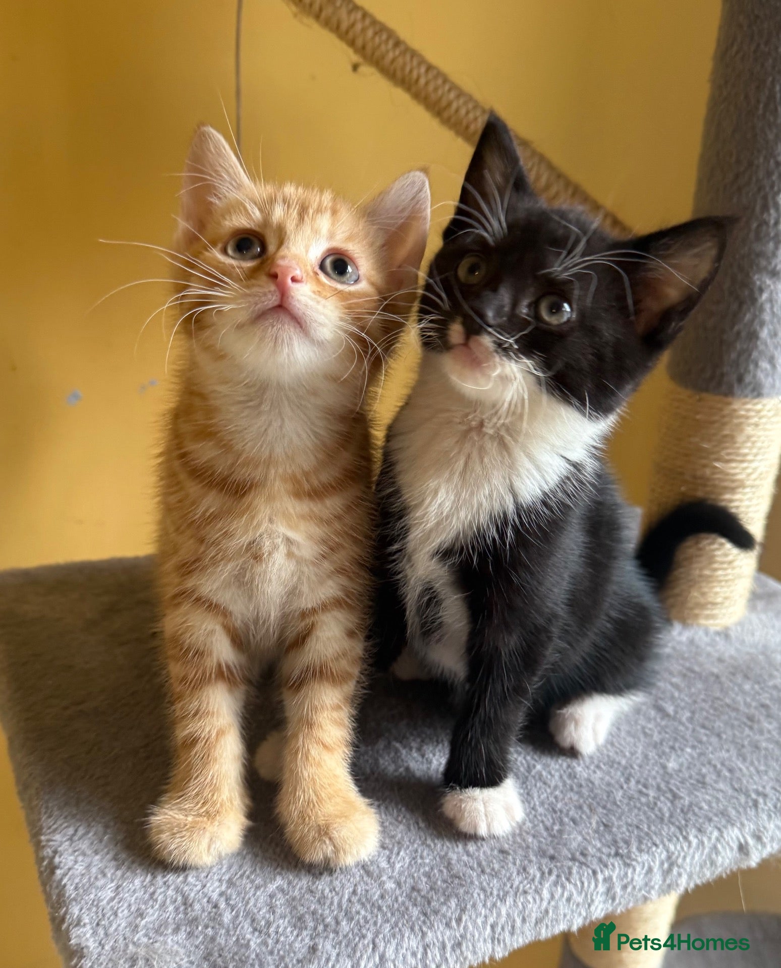 Domestic Shorthair cats 5 Beautiful Kittens Looking for Homes  - Advert 5