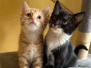 Domestic Shorthair cats Only 1 Girl Left Ready For Forever Home Now - Advert 13