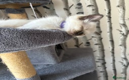 Ragdoll cats for sale: Stunning Ragdoll kittens ready for forever home - Image 4