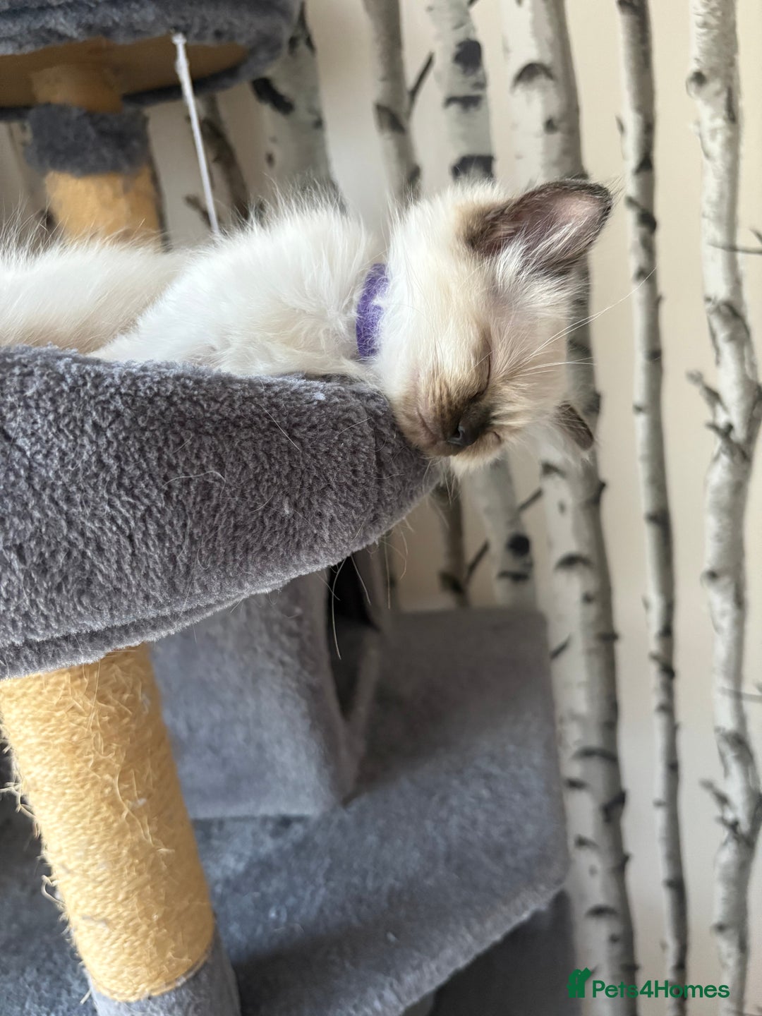 Ragdoll cats for sale: Stunning Ragdoll kittens ready for forever home - Image 4