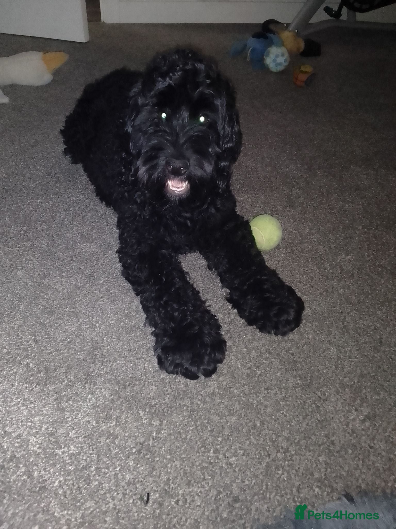 Cockapoo dogs Bruno  - Advert 2