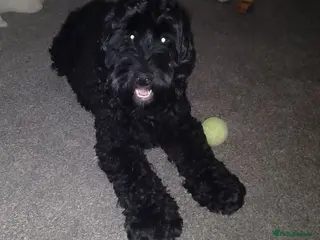 Cockapoo dogs Bruno - Advert 1