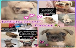 French Bulldog dogs for sale: 4 Beautiful Babies  - Image 2