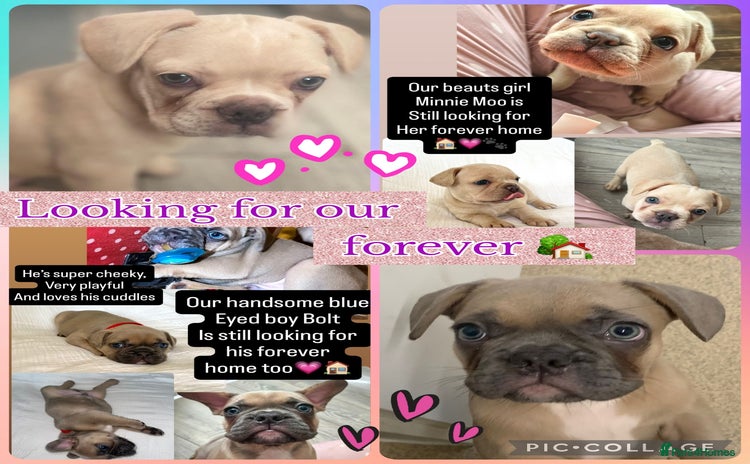 French Bulldog dogs - Advert 3