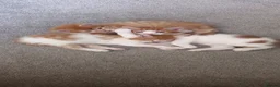 Domestic Shorthair cats for sale: Ginger kittens for sale - Advert 9