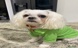 Maltese dogs for stud: 🌟Stunning KC Reg Korean Maltese boy for STUD in Waltham Cross - Image 4