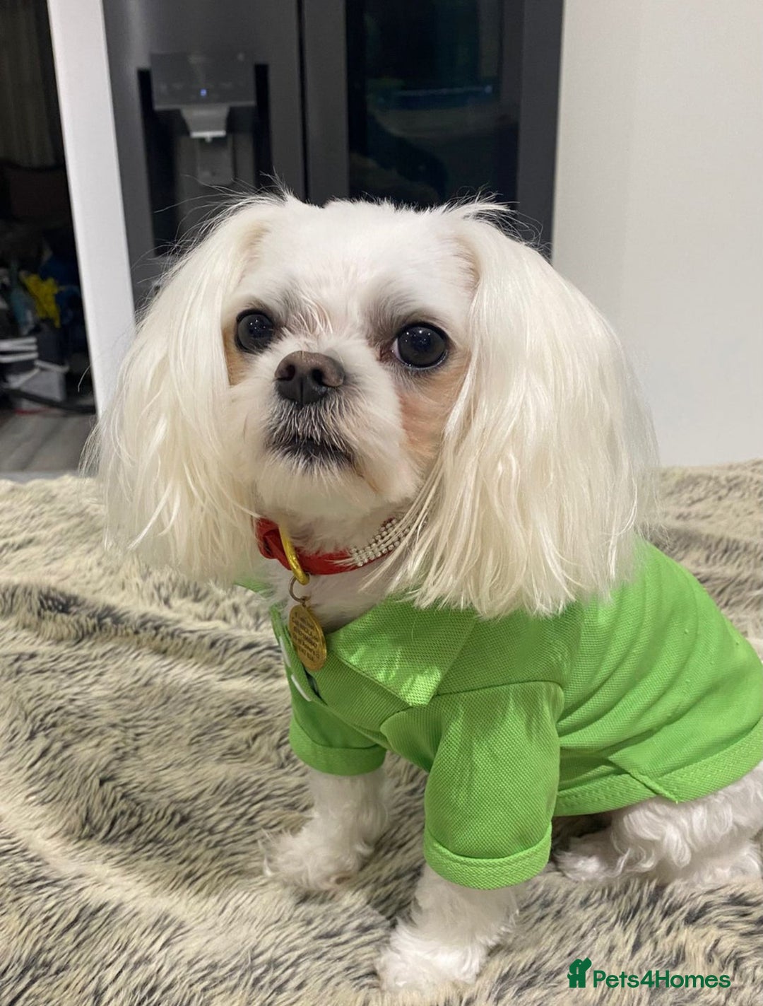 Maltese dogs for stud: 🌟Stunning KC Reg Korean Maltese boy for STUD in Waltham Cross - Image 4