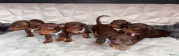 Miniature Dachshund dogs for sale: 🌟🌟Beautiful tan/fawn miniature dachshund🌟 🌟 - Advert 31
