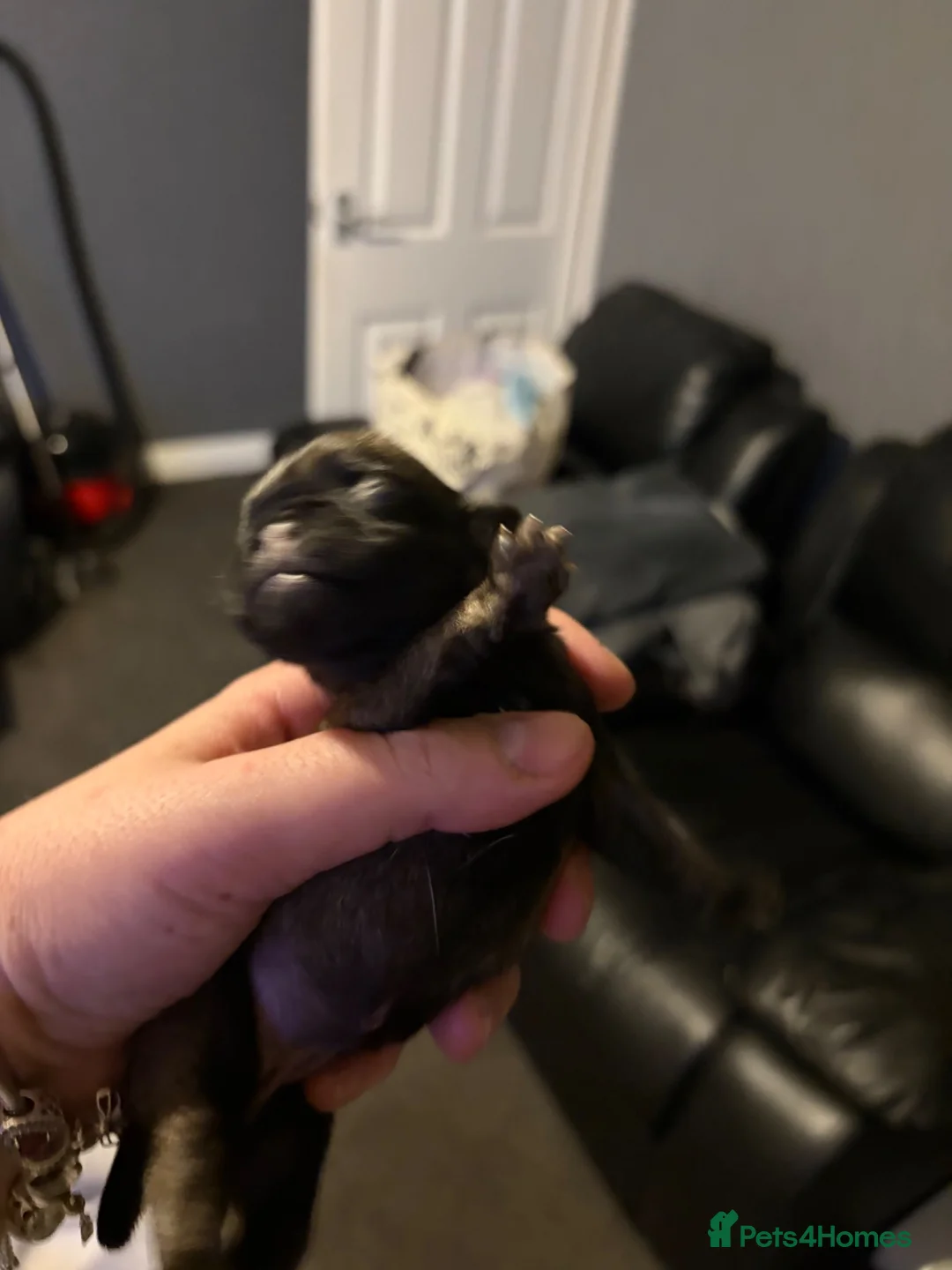 Pug dogs for sale: Male pug remaining  - Advert 5
