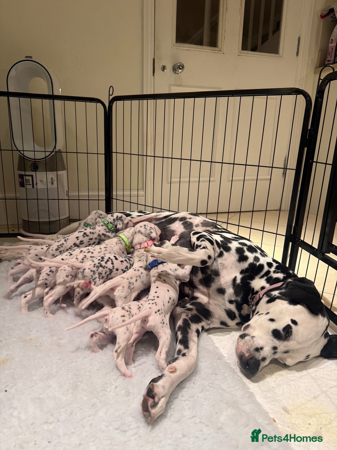 Dalmatian dogs for sale: Beautiful Litter of Dalmatian Puppies - Advert 4