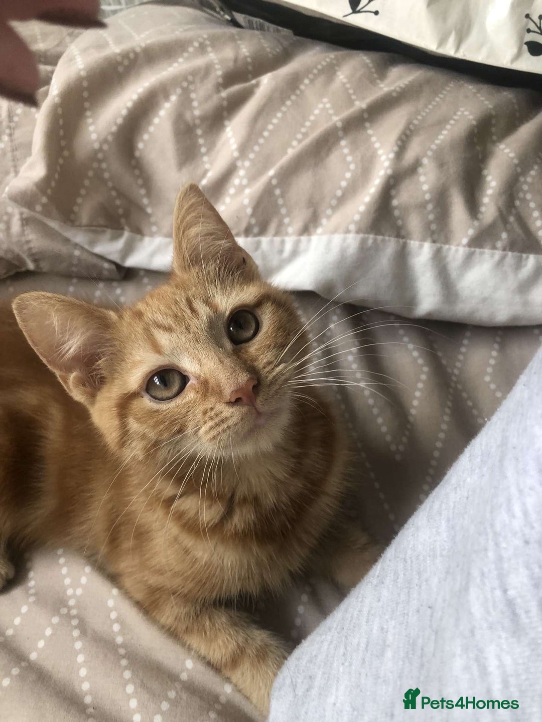 Mixed Breed cats for sale: Kittens for sale - Image 5