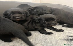 Springador dogs for sale: Springerdor puppies  - Image 7