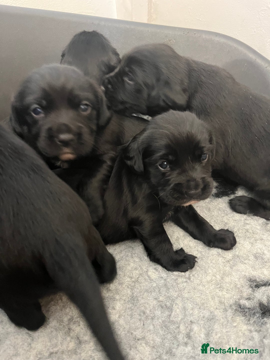 Springador dogs for sale: Springerdor puppies  - Image 7