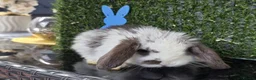 Mini Lop rabbits for sale: Mini lop babies for sale - Advert 6