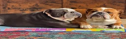 English Bulldog dogs for stud: Stud Dog  - Advert 6