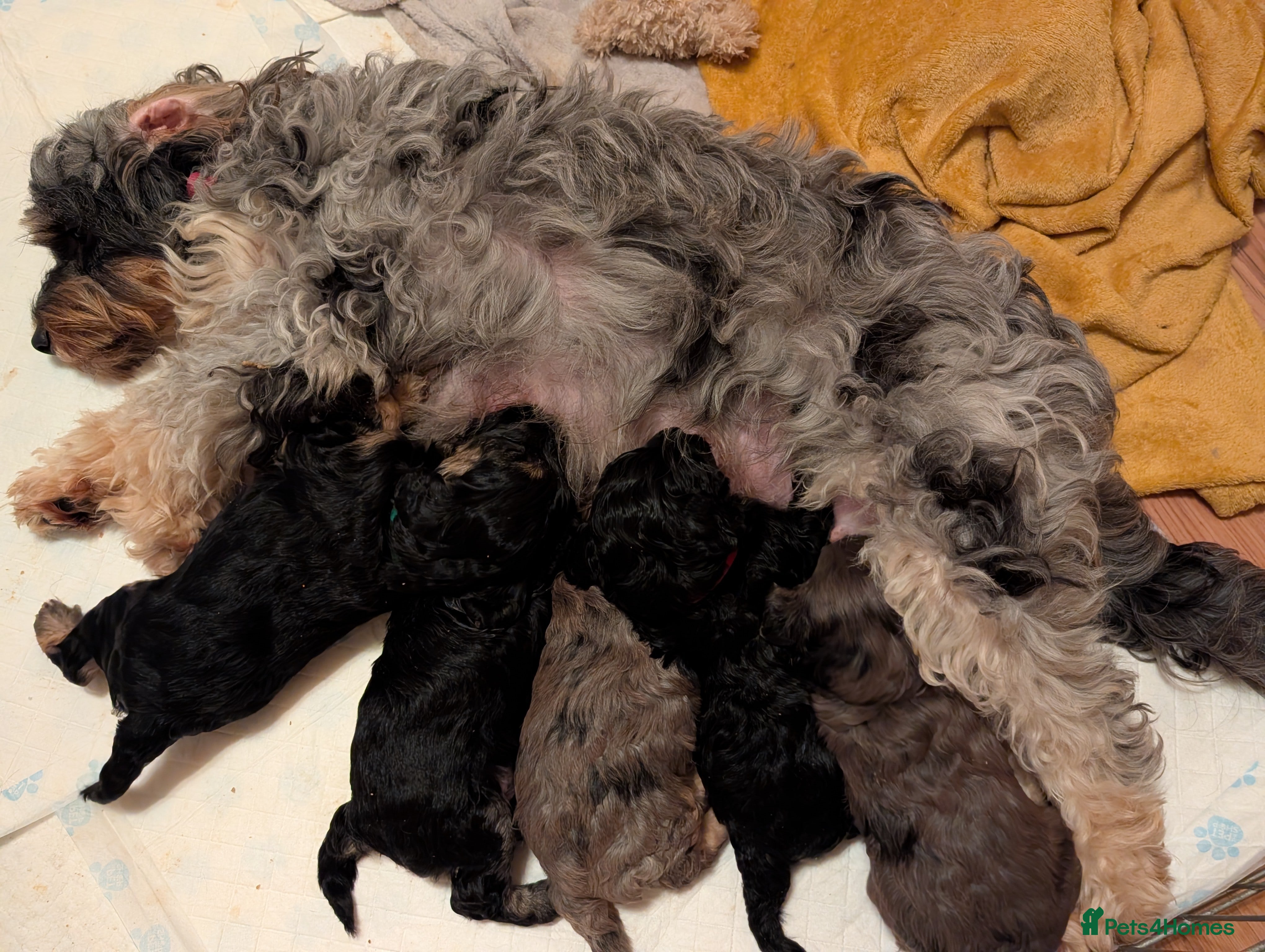 Cockapoo dogs F2b cockapoo pups Super Cute. Health test parents - Advert 1