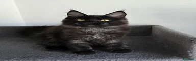 Jenefer