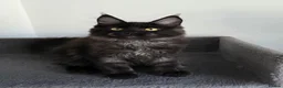 Maine Coon cats for sale: Pedigree Maine Coon Girls–Ready for Forever Homes - Advert 11