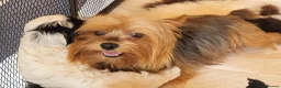 Yorkiepoo dogs for sale: Yorkiepoos Stunning litter from Licensed Breeder  - Advert 6