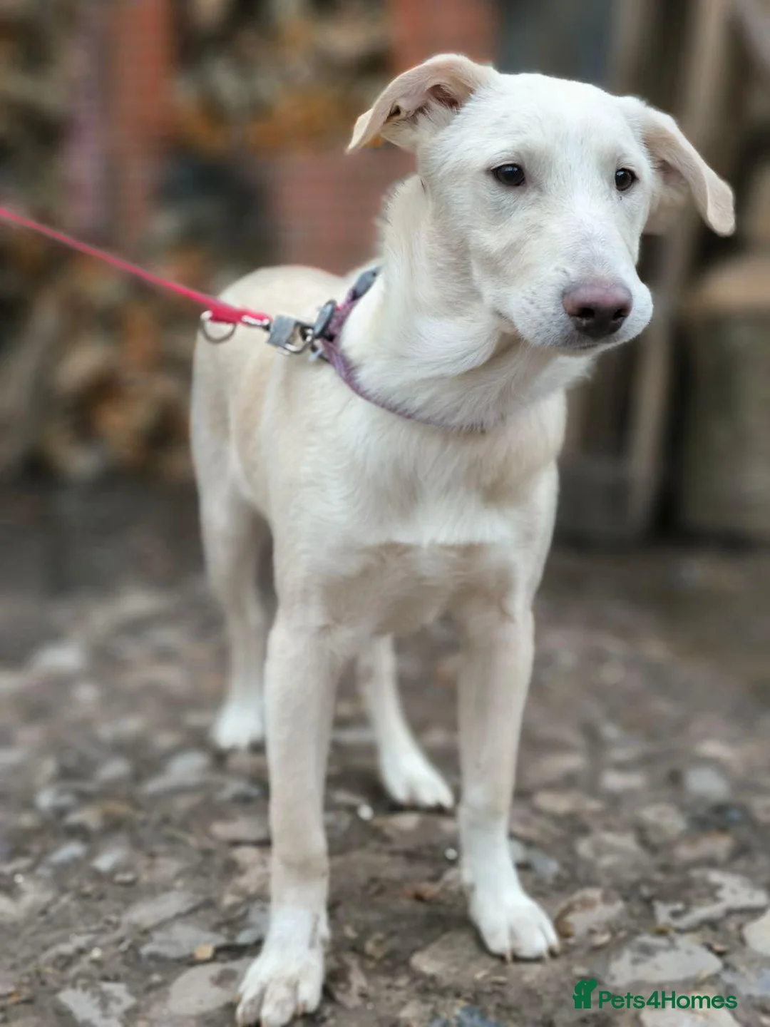 Mixed Breed dogs for adoption: 💙Morozko💙 - 8.5-month-old joyful boy - Advert 8