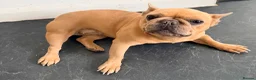 French Bulldog dogs for sale: Beautiful Lilac Fawn Female French Bulldog 5 years in South Croydon - Advert 4