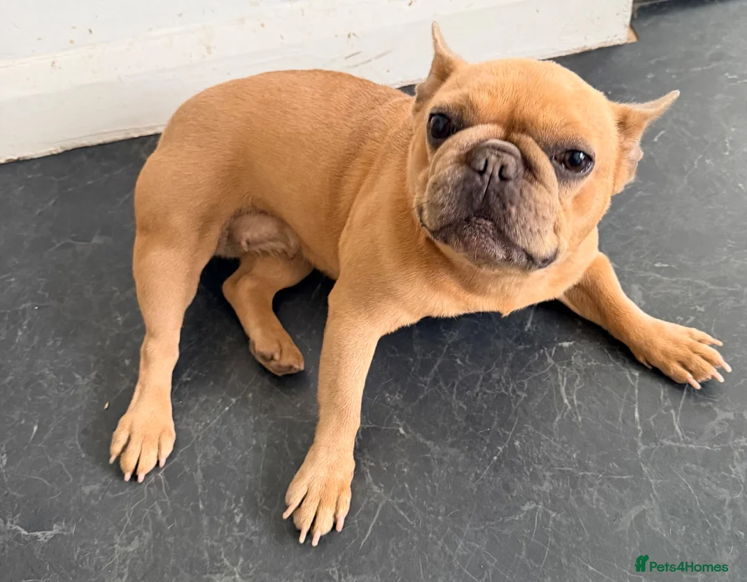 French Bulldog dogs for sale: Beautiful Lilac Fawn Female French Bulldog 5 years in South Croydon - Advert 4