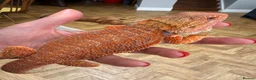 Bearded Dragon reptiles for sale: Last stunning bearded dragon - ready to leave!  - Advert 3