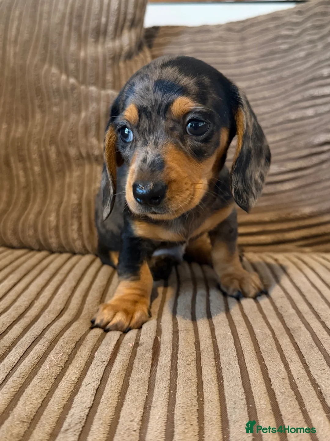 Miniature Dachshund dogs for sale: Mini dachshund males  - Advert 2