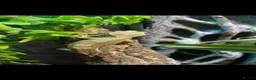 Gecko reptiles for sale: Crested Gecko pair with bio vivarium  - Advert 4