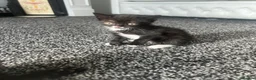 Scottish Fold cats for sale: 2 Scottish fold kittens in London - Advert 8