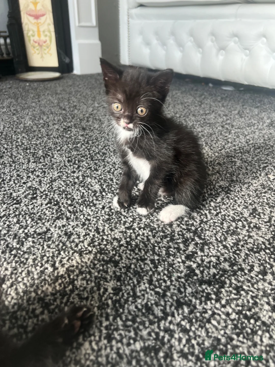 Scottish Fold cats for sale: 2 Scottish fold kittens in London - Advert 8