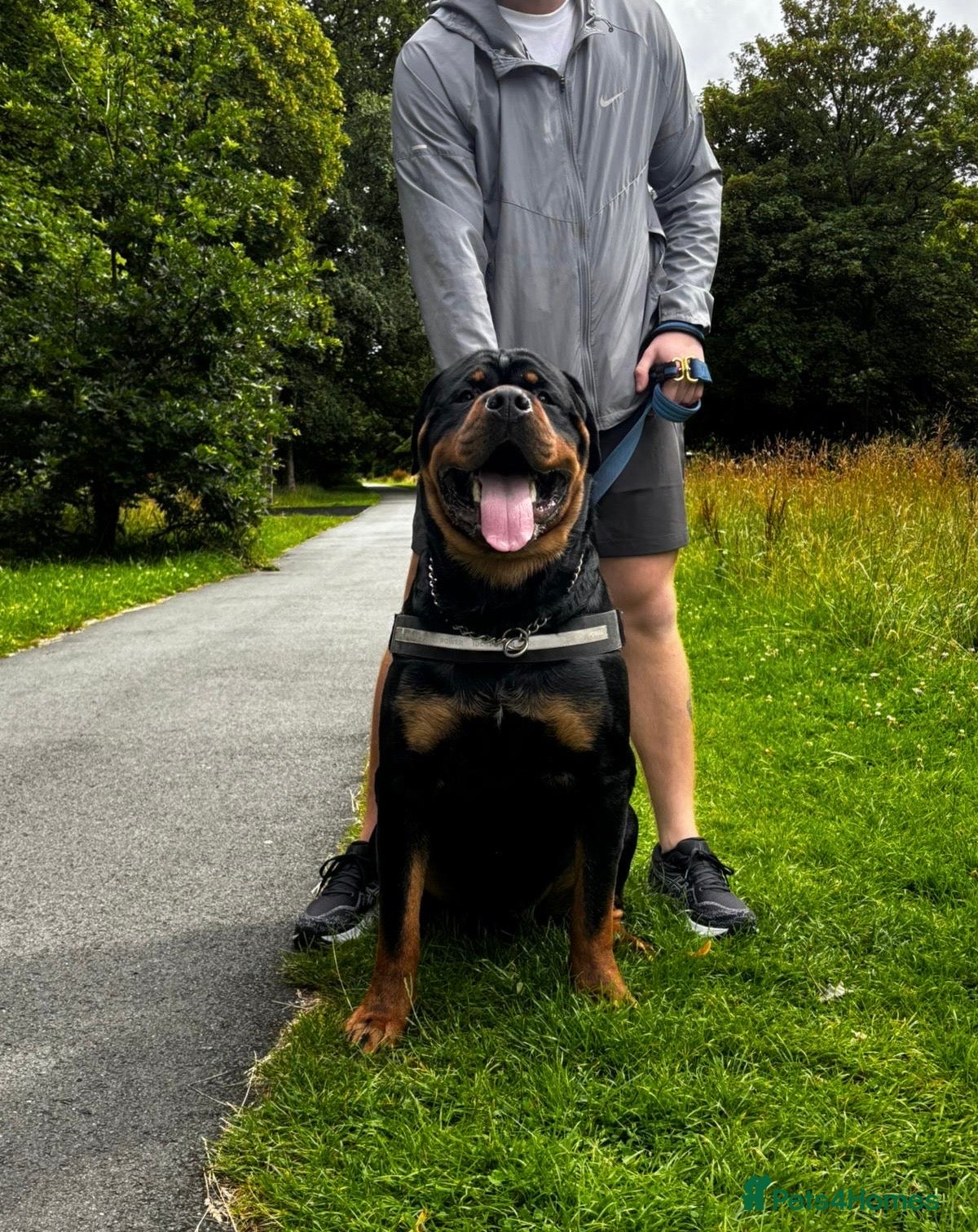 Rottweiler dogs Huxley - Advert 3