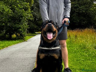 Rottweiler dogs Huxley - Advert 2