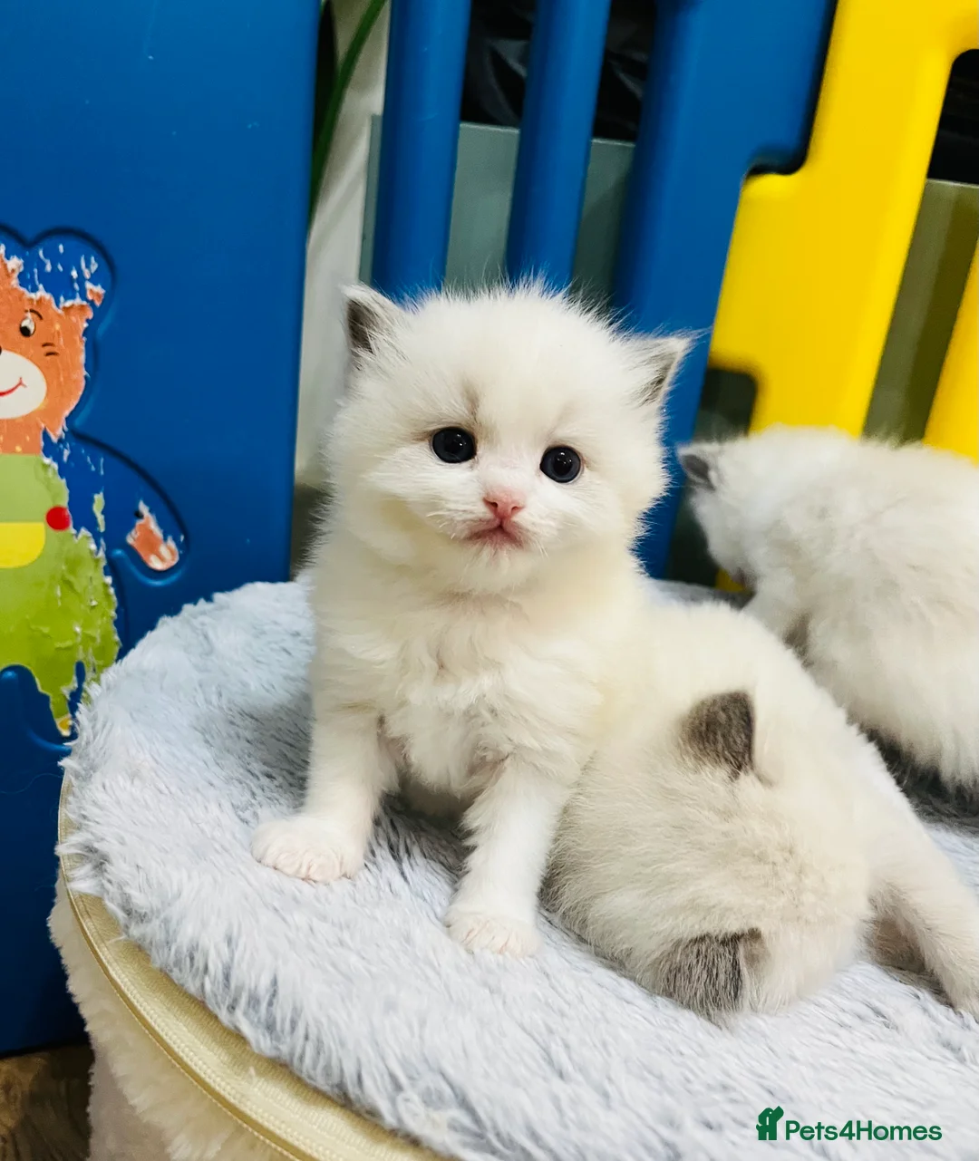 Ragdoll cats for sale: GCCF registered ragdoll kittens  - Advert 4