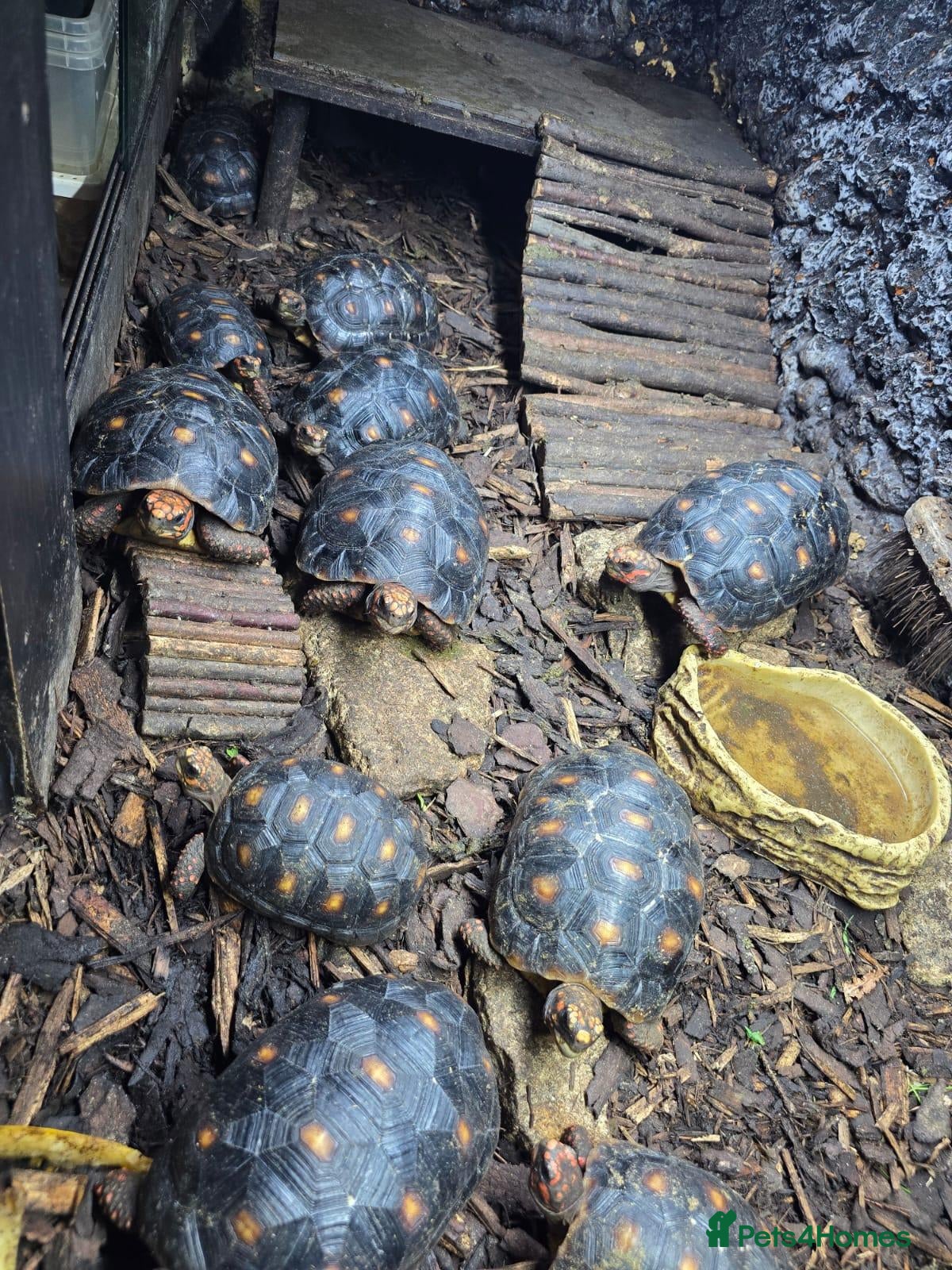 Tortoise reptiles 1- 3 year old baby redfoot tortoises and 2 adults - Advert 1