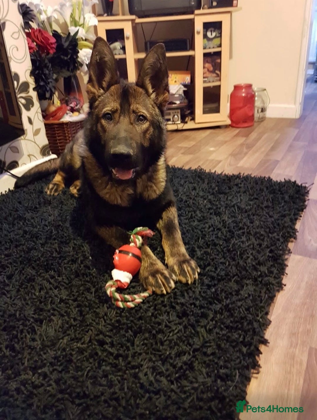 German Shepherd dogs for stud: Old type German shepherd  - Advert 1