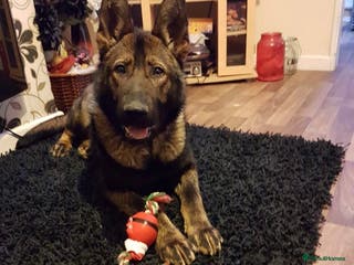 German Shepherd dogs Old type German shepherd - Advert 2