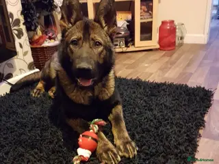 German Shepherd dogs Old type German shepherd - Advert 4