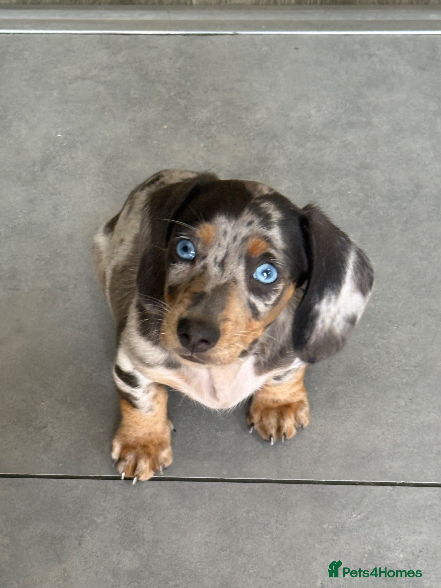 Miniature Dachshund dogs LAST MINIATURE DACHSHUND BOY BLUE EYES ❤️🤍 - Advert 18