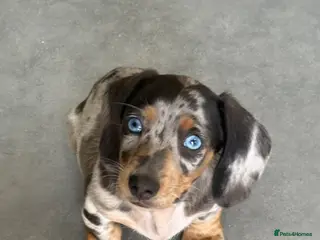 Miniature Dachshund dogs LAST MINIATURE DACHSHUND BOY BLUE EYES ❤️🤍 - Advert 18