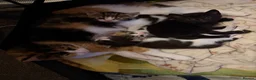 Mixed Breed cats for sale: Gorgeous kittens - Advert 1