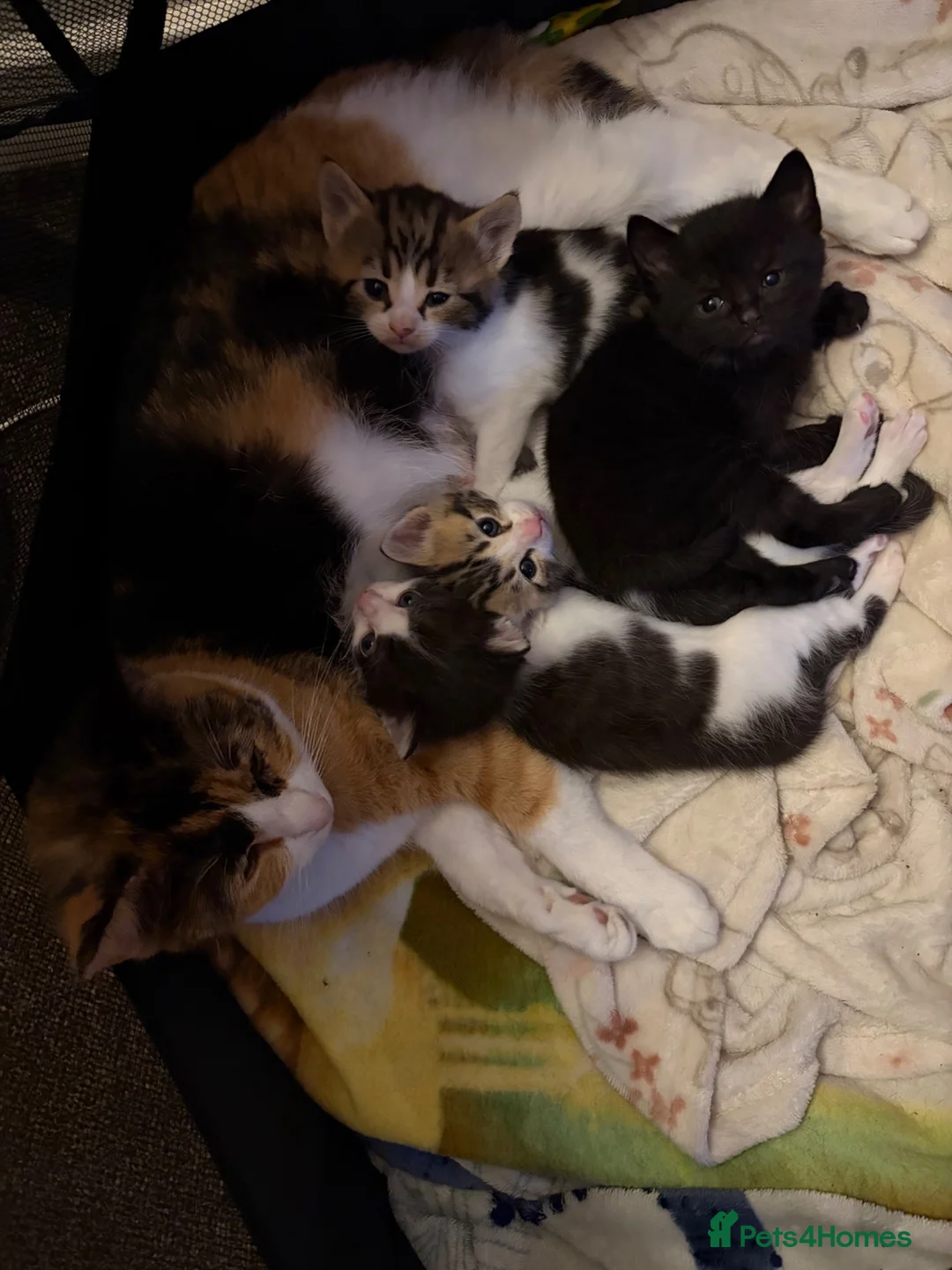 Mixed Breed cats for sale: Gorgeous kittens - Advert 1