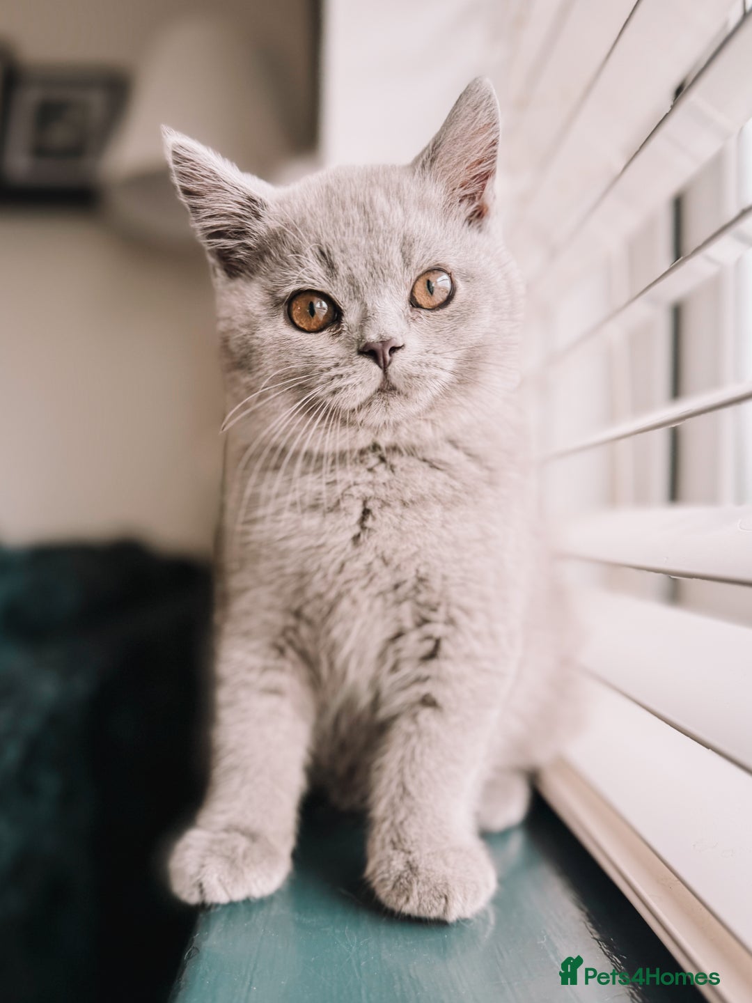 British Shorthair cats for sale: Last Blue boy British shorthair kitten GCCF - Image 3