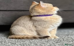 British Shorthair cats for sale: Stunning British shorthair NY 12 kittens - Image 25