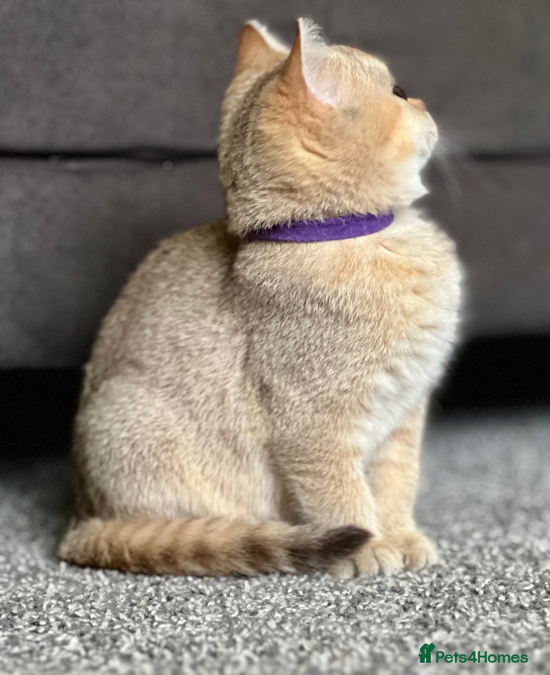 British Shorthair cats for sale: Stunning British shorthair NY 12 kittens - Image 25