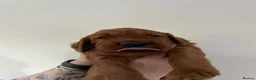 Irish Setter dogs for sale: Irish Setter Puppies in Galashiels - Advert 13