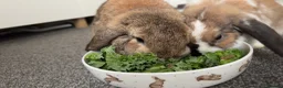 Mini Lop rabbits for sale: Male & Female Mini Lops in Hull - Advert 9