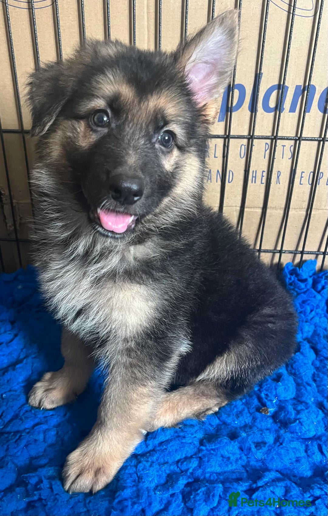 German Shepherd dogs for sale: KC Reg German Shepherd Puppies - Stunning colours  - Image 10