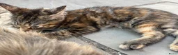 Maine Coon cats for sale: Half Maine coon (Last lady) - Advert 8